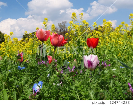 桜の花：満開の桜：チュウリップ&：菜の花：山田池公園 124744288