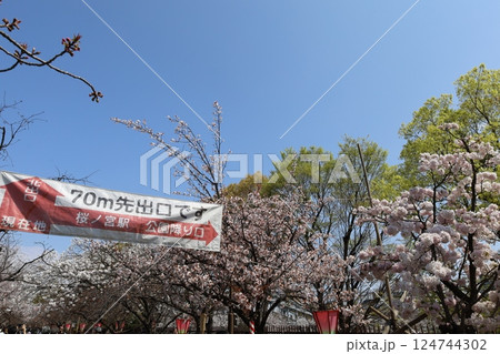 桜、大阪、大阪造幣局、造幣局、通り抜け、通りぬけ、桜並木、大阪府 124744302