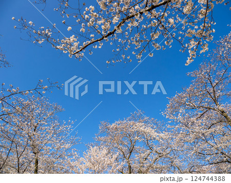 春爛漫　青空の下で見上げた満開の桜（千葉県柏市・あけぼの山公園） 124744388