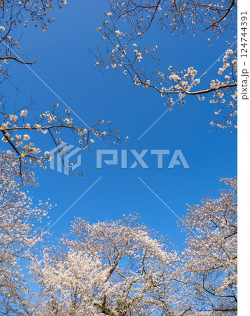 春爛漫 青空の下で見上げた満開の桜(千葉県柏市・あけぼの山公園) 春爛漫 青空の下で見上げた満開の桜(千葉県柏市・あけぼの山公園) 124744391
