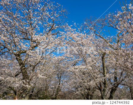 春爛漫　青空の下で見上げた満開の桜（千葉県柏市・あけぼの山公園） 124744392