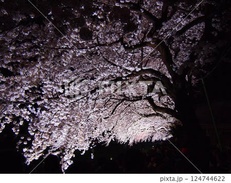 映し出される満開の桜 映し出される満開の桜 124744622