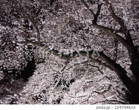夜桜満開 124744623