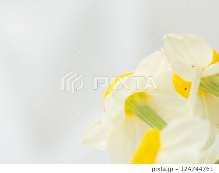 水仙の花のアップ32 124744761