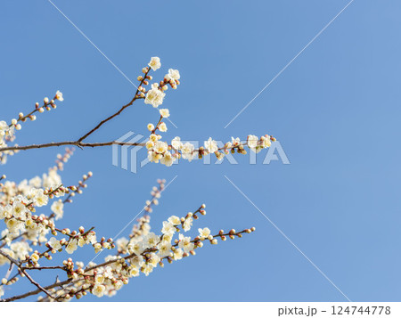 梅の花　晴れた春の日13 124744778