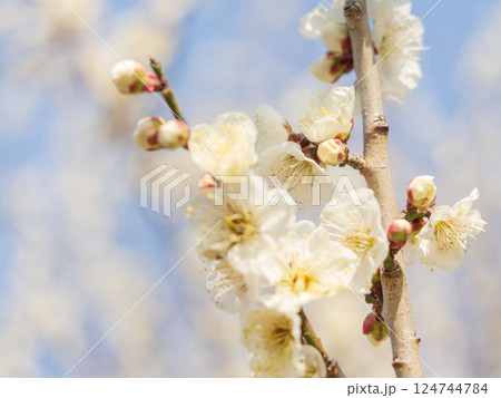 梅の花　晴れた春の日23 124744784
