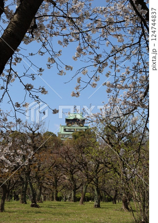 大阪城、桜の公園、満開の桜と大阪城の競演、大阪城に浮かぶ満開の桜、大阪城の春の風物詩、大阪城桜物語 124744837