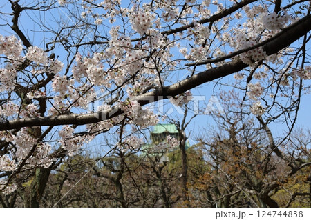 大阪城、桜の公園、満開の桜と大阪城の競演、大阪城に浮かぶ満開の桜、大阪城の春の風物詩、大阪城桜物語 大阪城、桜の公園、満開の桜と大阪城の競演、大阪城に浮かぶ満開の桜、大阪城の春の風物詩、大阪城桜物語 124744838