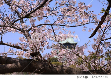 大阪城、桜の公園、満開の桜と大阪城の競演、大阪城に浮かぶ満開の桜、大阪城の春の風物詩、大阪城桜物語 124744840
