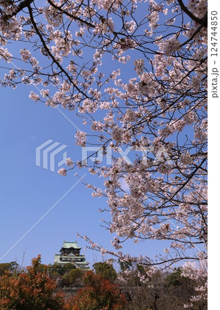 大阪城、桜の公園、満開の桜と大阪城の競演、大阪城に浮かぶ満開の桜、大阪城の春の風物詩、大阪城桜物語 124744850