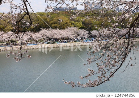大阪城、桜の公園、満開の桜と大阪城の競演、大阪城に浮かぶ満開の桜、大阪城の春の風物詩、大阪城桜物語 大阪城、桜の公園、満開の桜と大阪城の競演、大阪城に浮かぶ満開の桜、大阪城の春の風物詩、大阪城桜物語 124744856
