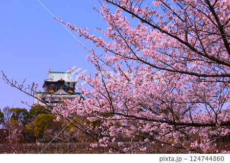 大阪城、桜の公園、満開の桜と大阪城の競演、大阪城に浮かぶ満開の桜、大阪城の春の風物詩、大阪城桜物語 124744860