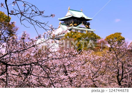 大阪城、桜の公園、満開の桜と大阪城の競演、大阪城に浮かぶ満開の桜、大阪城の春の風物詩、大阪城桜物語 124744878