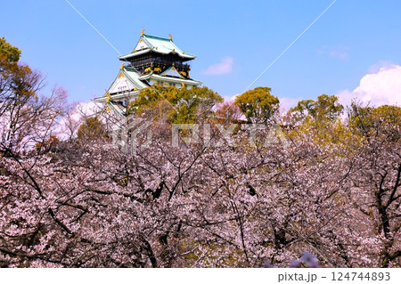 大阪城、桜の公園、満開の桜と大阪城の競演、大阪城に浮かぶ満開の桜、大阪城の春の風物詩、大阪城桜物語 124744893