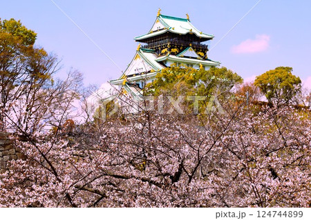大阪城、桜の公園、満開の桜と大阪城の競演、大阪城に浮かぶ満開の桜、大阪城の春の風物詩、大阪城桜物語 124744899