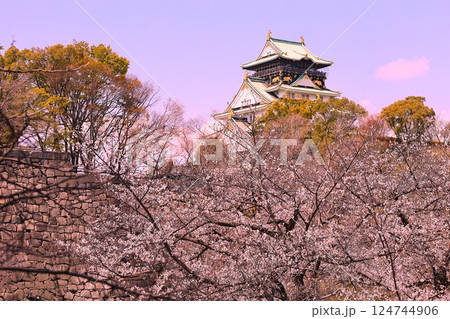 大阪城、桜の公園、満開の桜と大阪城の競演、大阪城に浮かぶ満開の桜、大阪城の春の風物詩、大阪城桜物語 124744906