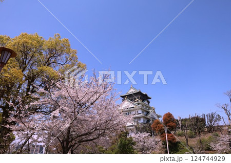 大阪城、桜の公園、満開の桜と大阪城の競演、大阪城に浮かぶ満開の桜、大阪城の春の風物詩、大阪城桜物語 124744929