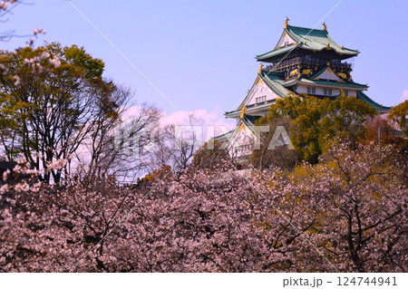 大阪城、桜の公園、満開の桜と大阪城の競演、大阪城に浮かぶ満開の桜、大阪城の春の風物詩、大阪城桜物語 124744941