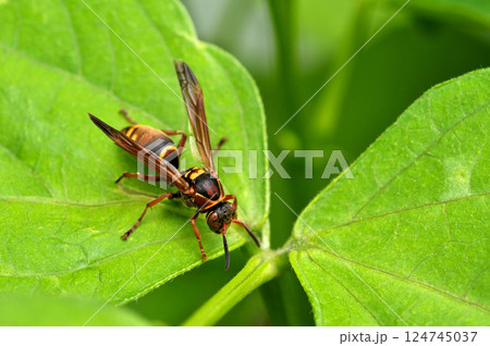 アシナガバチ 124745037