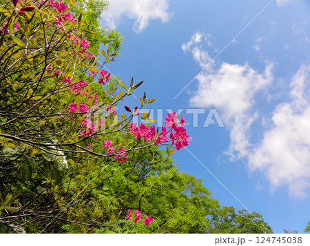 ツツジと青空と白い雲 124745038