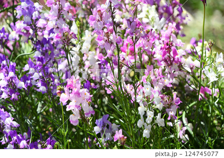 リナリア（姫金魚草） 124745077