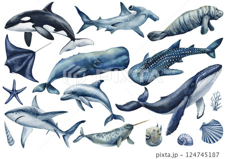 watercolor marine animals set whale shark dolphin orca stingray narwhal sea creatures ocean wildlife clipart and design watercolor marine animals set whale shark dolphin orca stingray narwhal sea creatures ocean wildlife clipart and design 124745187