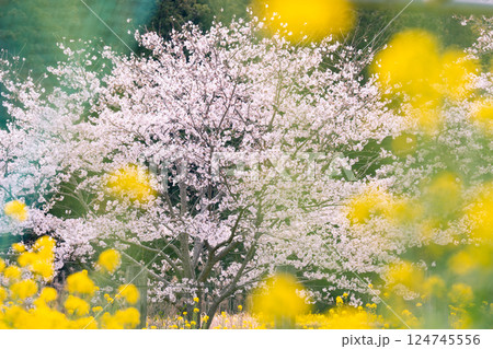 小湊鉄道沿線の桜と菜の花畑 小湊鉄道沿線の桜と菜の花畑 124745556
