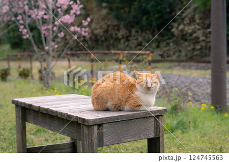 小湊鉄道沿線に住み着く野良猫 小湊鉄道沿線に住み着く野良猫 124745563