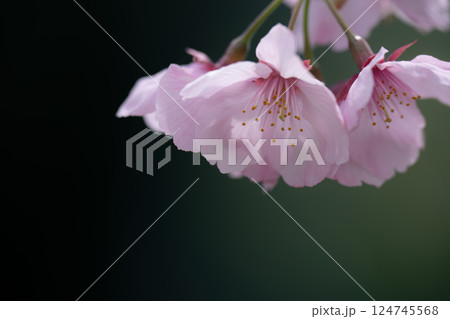 小湊鉄道沿線の桜 124745568