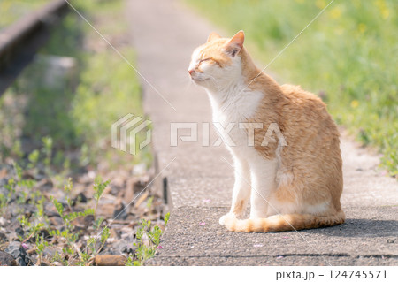 小湊鉄道沿線に住み着く野良猫 124745571
