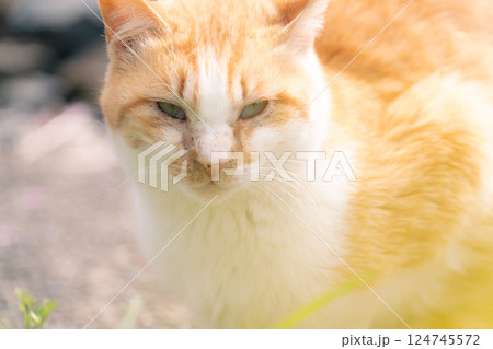 小湊鉄道沿線に住み着く野良猫 124745572
