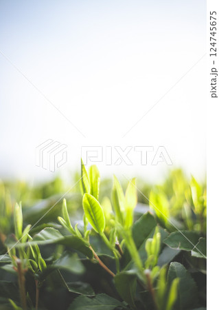 新茶 124745675