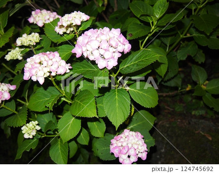紫陽花 124745692