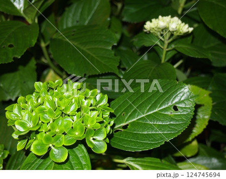 碧い紫陽花 124745694
