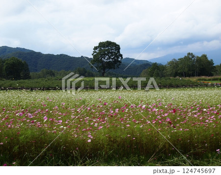 秋桜と蕎麦 秋桜と蕎麦 124745697