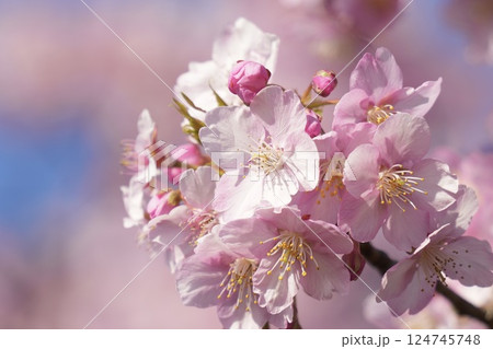 早春の陽光を浴びて輝くふんわり河津桜 早春の陽光を浴びて輝くふんわり河津桜 124745748
