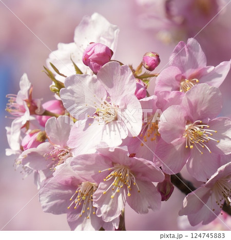 早春の陽光を浴びて輝くふんわり河津桜 早春の陽光を浴びて輝くふんわり河津桜 124745883