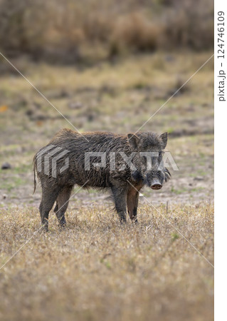 wild male Indian boar or Andamanese pig or Moupin pig or Sus scrofa cristatus in natural scenic green open field grassland area at panna national park forest tiger reserve madhya pradesh india asia wild male Indian boar or Andamanese pig or Moupin pig or Sus scrofa cristatus in natural scenic green open field grassland area at panna national park forest tiger reserve madhya pradesh india asia 124746109