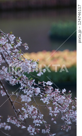 桜模様 124746117