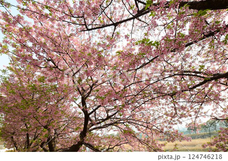 満開の葵桜 124746218