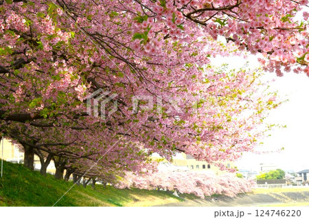 満開の葵桜 満開の葵桜 124746220