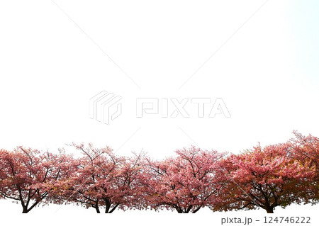 満開の葵桜 124746222