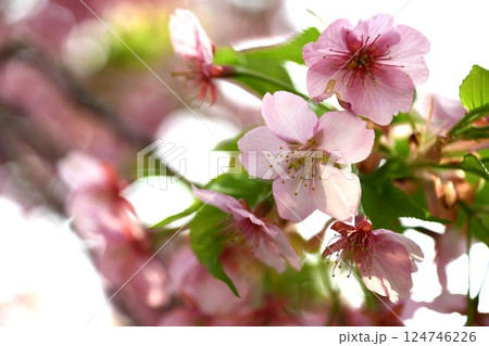 満開の葵桜 124746226