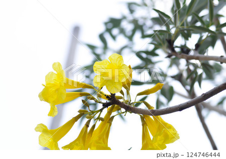 Gold tree , Primavera or Silver trumpet tree or Golden bell or Roseodendron donnell smithii Ros Mirandaor BIGNONIACEAE Gold tree , Primavera or Silver trumpet tree or Golden bell or Roseodendron donnell smithii Ros Mirandaor BIGNONIACEAE 124746444