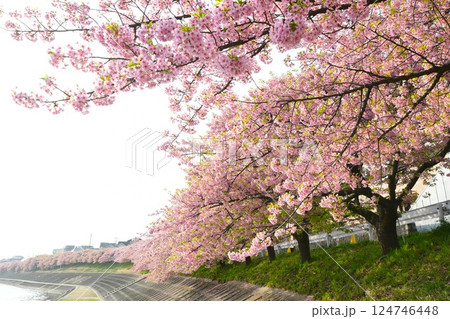 満開の葵桜 満開の葵桜 124746448