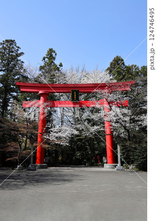 冠稲荷神社の大鳥居と満開の桜 冠稲荷神社の大鳥居と満開の桜 124746495