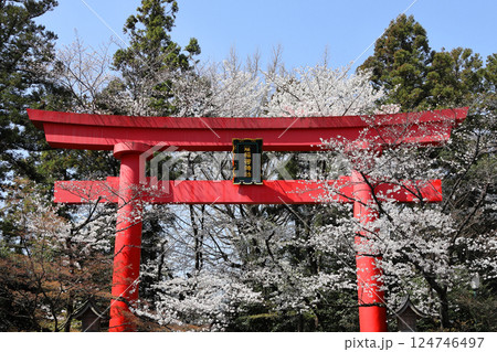 冠稲荷神社の大鳥居と満開の桜 冠稲荷神社の大鳥居と満開の桜 124746497