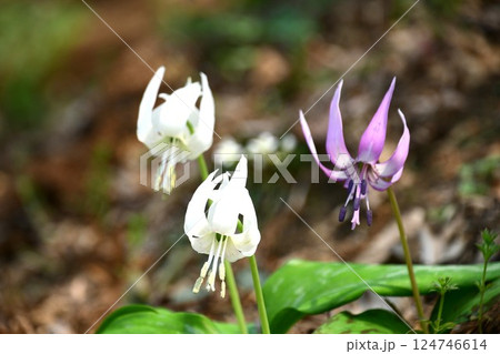 飯盛山のカタクリの花 124746614