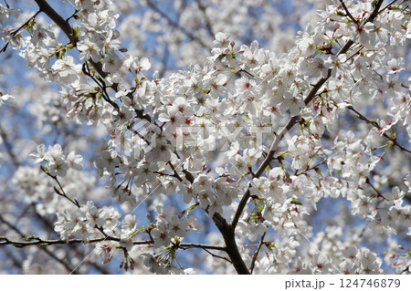 満開の桜 124746879