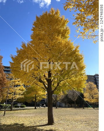 秋晴れの公園で眩しいイチョウの木 秋晴れの公園で眩しいイチョウの木 124746898
